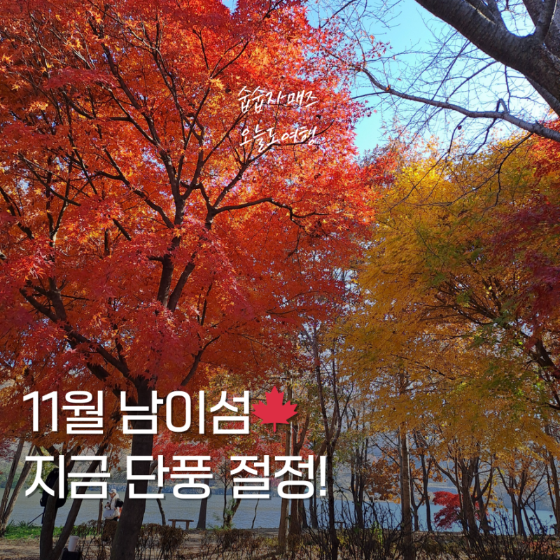 남이섬 단풍 입장권 11월 12일 절정 시기 실시간 가평 여행지 추천!