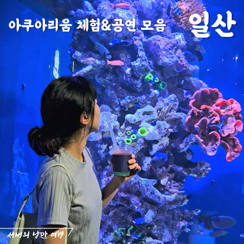 일산 아쿠아플라넷 공연 시간, 주차 입장권 할인 방법 모음