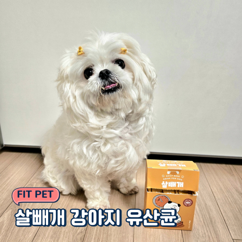체중관리 필요한 강아지영양제 - FIT PET 살빼개 강아지 유산균