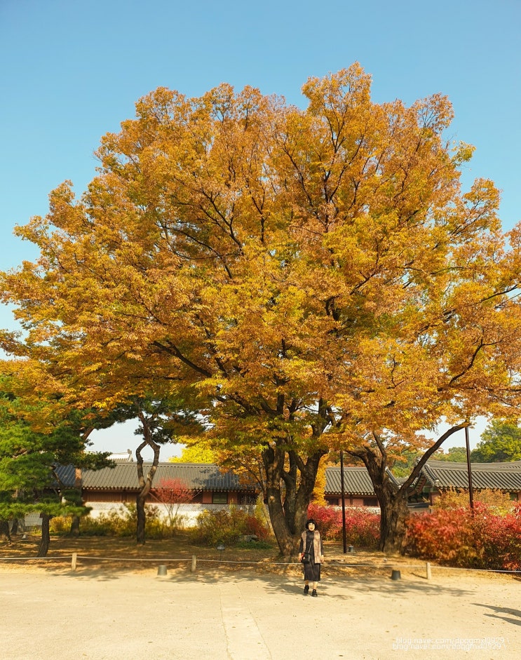  경복궁 단풍, 11월의 가장 아름다운 명소 인생샷 보장 가족여행 추천 코스