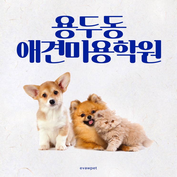  용두동애견미용학원 어디가 좋을까?