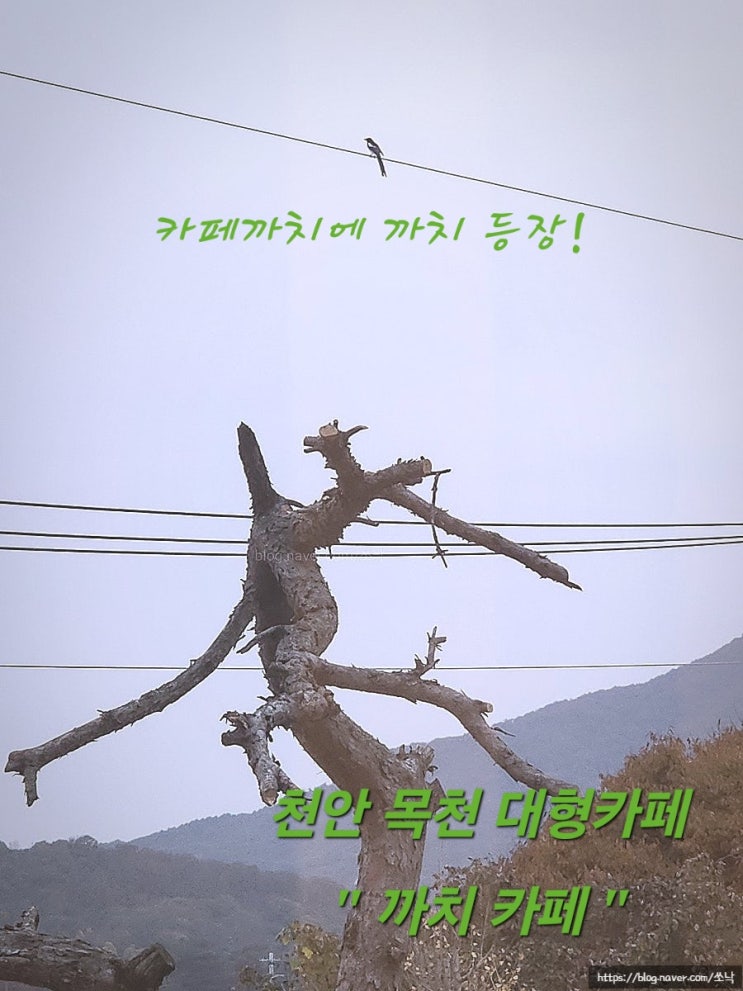  [천안] 분위기 좋은 천안 목천 대형카페 카페 까치