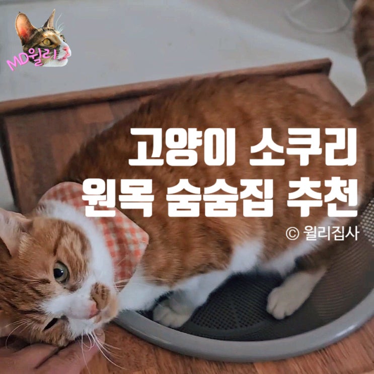  고양이 소쿠리 하우스 숨숨집 소우드 핸드메이드 원목 바구니