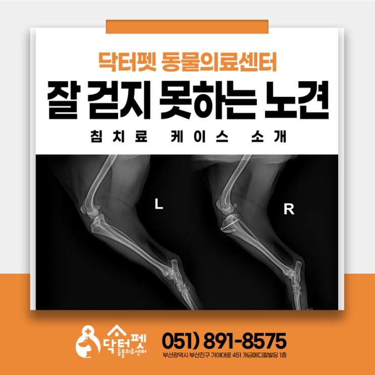  노령견 침치료 도움 될까 다리 힘 약해지고 휘청거리는 말티즈 회복 사례 부산 강아지 동물병원