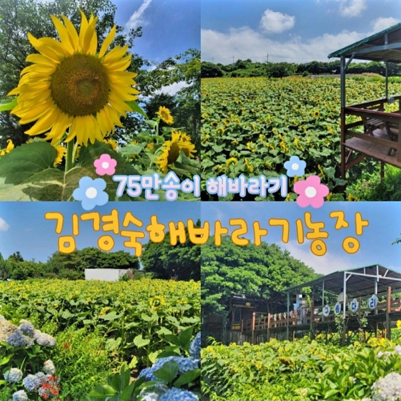 [제주도동쪽]가을해바라기 6월중순에서 11월말까지 제주도 관광객이 많이 찾는 김경숙 해바....