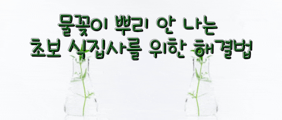 수경삽목 실패하는 이유 총정리 | 물꽂이 뿌리 안 나는 초보 식집사를 위한 해결법
