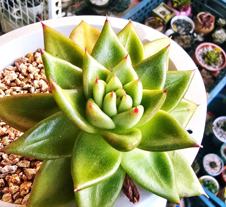  20251112 마리아, 미파