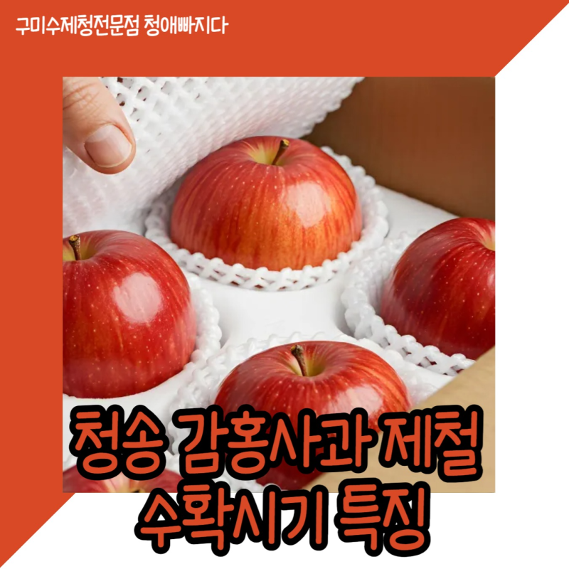청송 감홍사과 제철 수확시기 특징