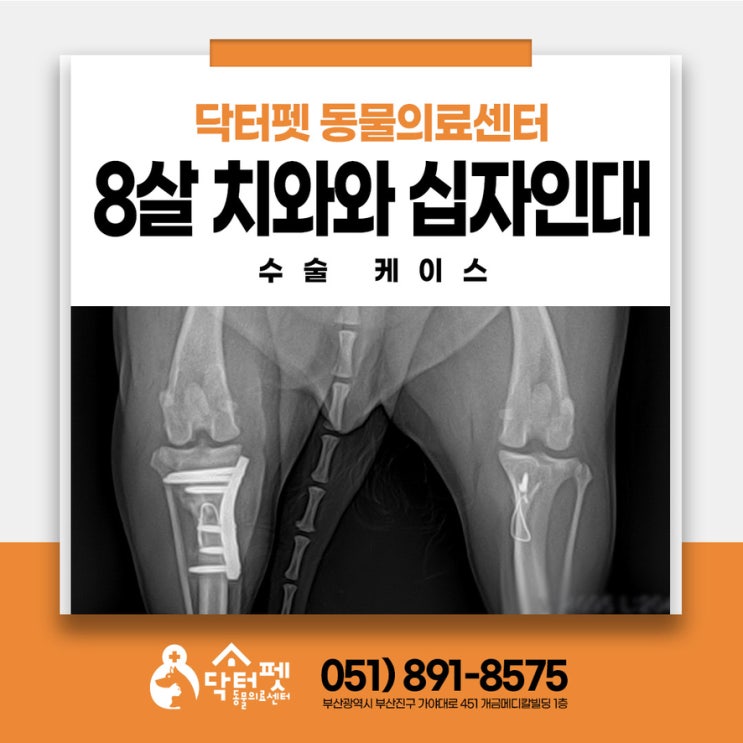  8살 치와와 갑자기 뒷다리 안 디뎌요 전십자인대 파열 CTWO 수술 회복 부산 강아지 정형외과 동물병원