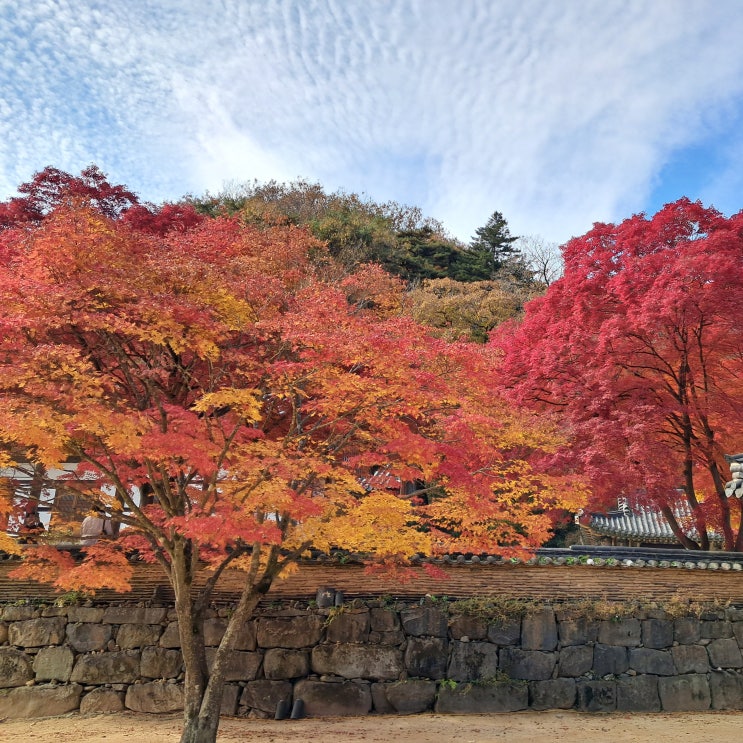  공주 가을여행지 추천 마곡사 단풍 구경 주차 정보