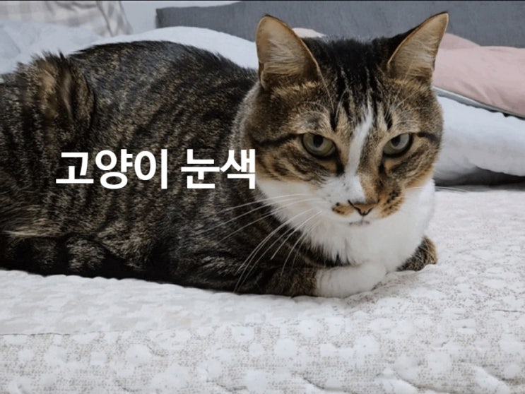  고양이 눈색의 비밀, 수박이의 황록빛 눈에 숨은 과학