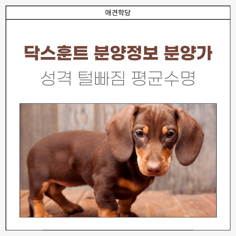 닥스훈트 분양 정보, 수명 성격 털빠짐 분양가격 장모닥스훈트