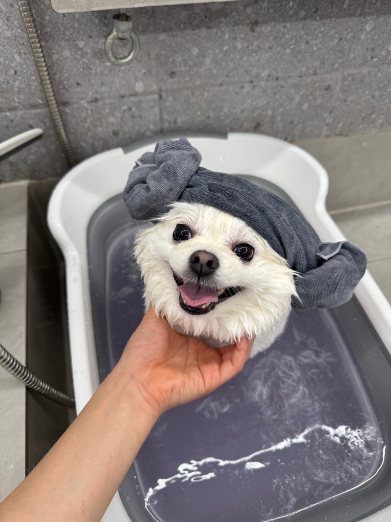 가나디 강아지미용.호텔