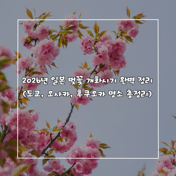  2026년 일본 벚꽃 개화시기 완벽 정리 (도쿄, 오사카, 후쿠오카 명소 총정리)