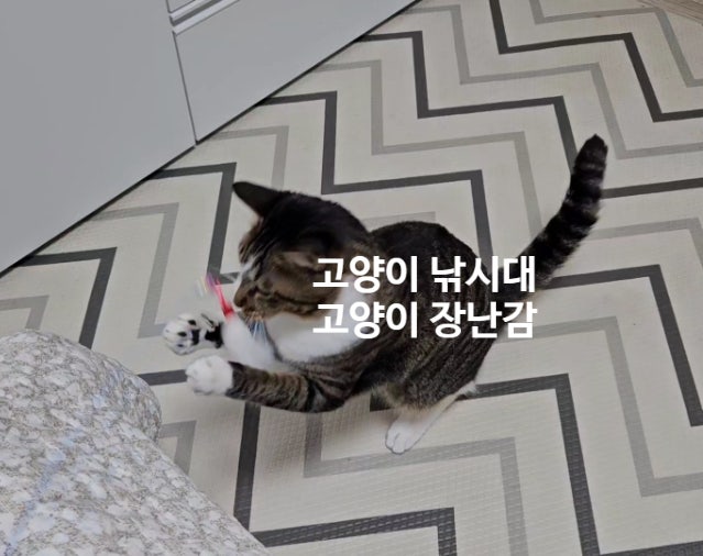  고양이 장난감 중 최고! 낚싯대형 장난감으로 사냥 본능 깨워요