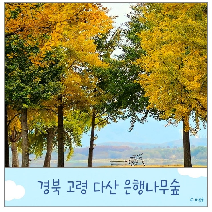  고령 다산 은행나무숲 실시간 주차 대구 근교 단풍 명소 가볼 만한 곳