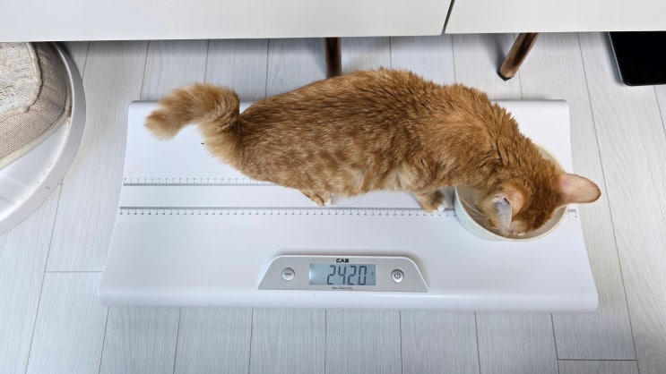  고양이 체중 회복과 밤새 이어진 활력 - 모카 고양이 복막염 치료제