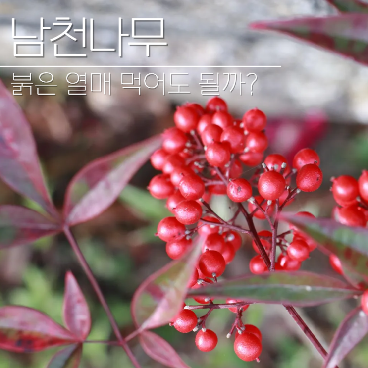  남천나무 열매 식용? 꽃말 키우기 월동