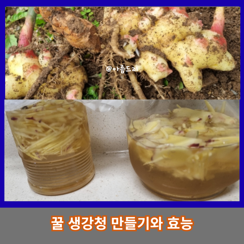 겨울을 따뜻하게 지켜줄 꿀 생강청 만들기 + 생강청 효능까지!