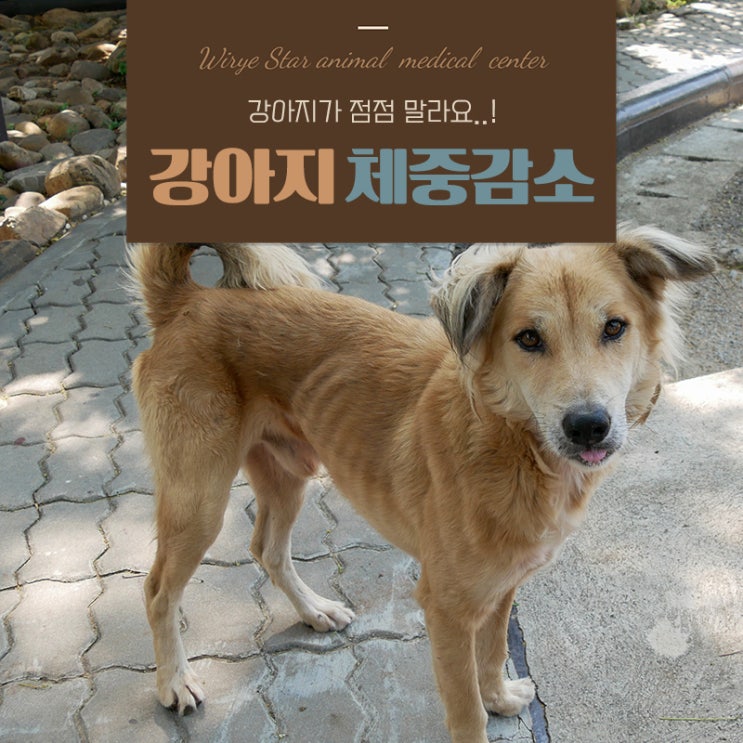 강아지 체중감소 급격히 살이 빠졌다면 체크해봐야 할 것