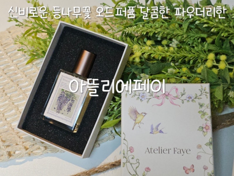 아뜰리에페이 위스테리아위시 신비로운 등나무 꽃 달콤한 그린 플로럴 향 퍼퓸 향수
