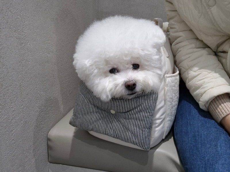 예은동물의료센터에서 2025년 강아지 건강검진하기