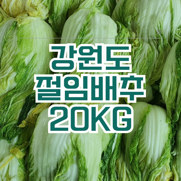  강원도 절임배추 20KG 고랭지 영월 배추 직거래 후기