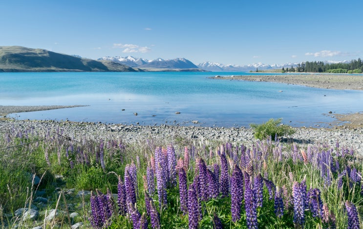  [New Zealand] Lake Tekapo