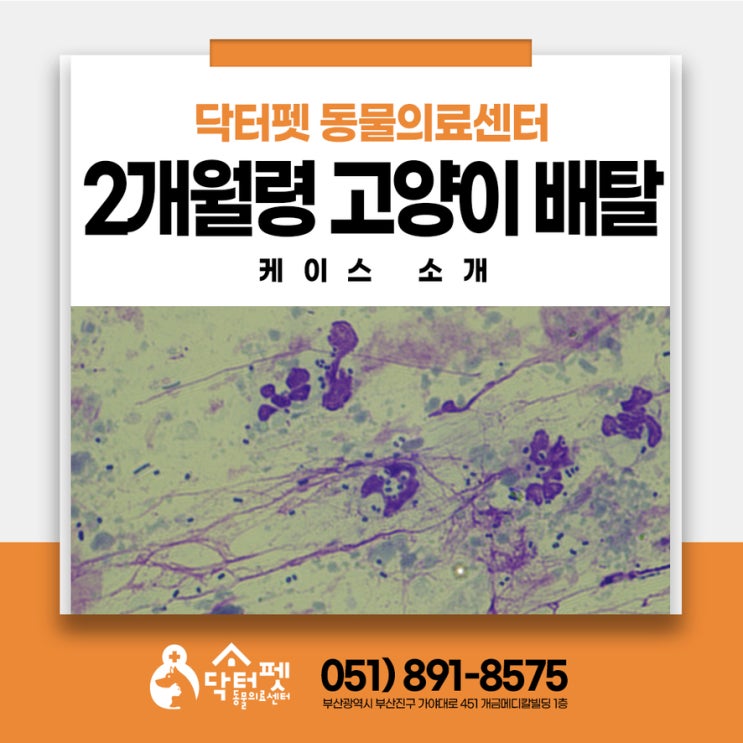  아기고양이 항문 탈장 직장탈 원인과 치료 사람 음식 절대 금지 부산 고양이 친화병원 동물병원