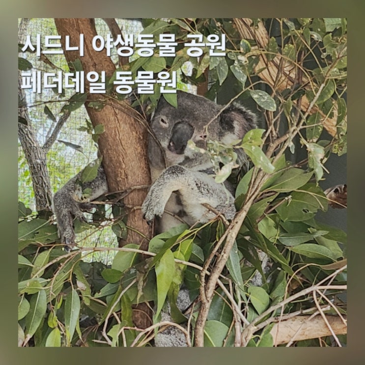  호주 시드니 페더데일 동물원 오픈런 입장권 투어 위치 가는법 쿼카 후기 팁