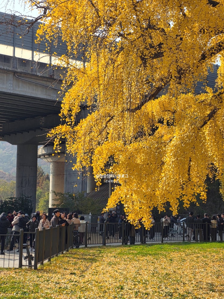  인천 800살 은행나무 명소 _ 장수동 은행나무(11.13일 현황, 근처맛집, 주차)