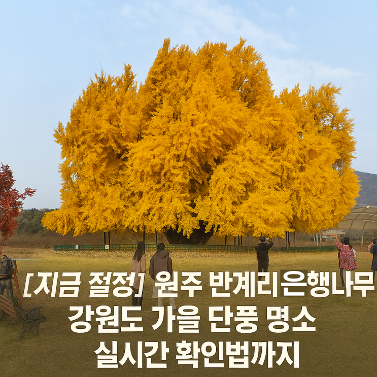 [지금 절정] 원주 반계리 은행나무｜강원도 가을 단풍 명소 실시간 확인법까지