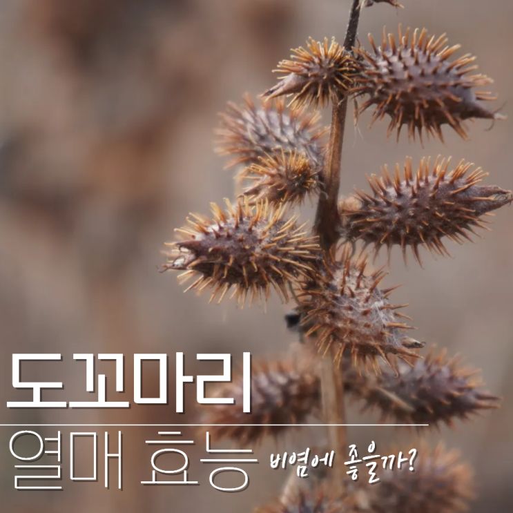  도꼬마리 효능 열매 비염 독고마리