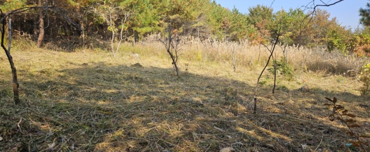  울산 북구 척과리 과수원 150평 예초대행("울산예초대행 ")
