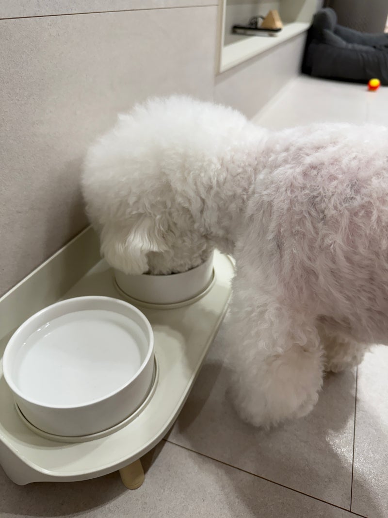 [강아지 영양제 추천] 아우어 레시피 종합비타민 · 활력 비타민 · 눈건강 올인원 간식 체험 ....