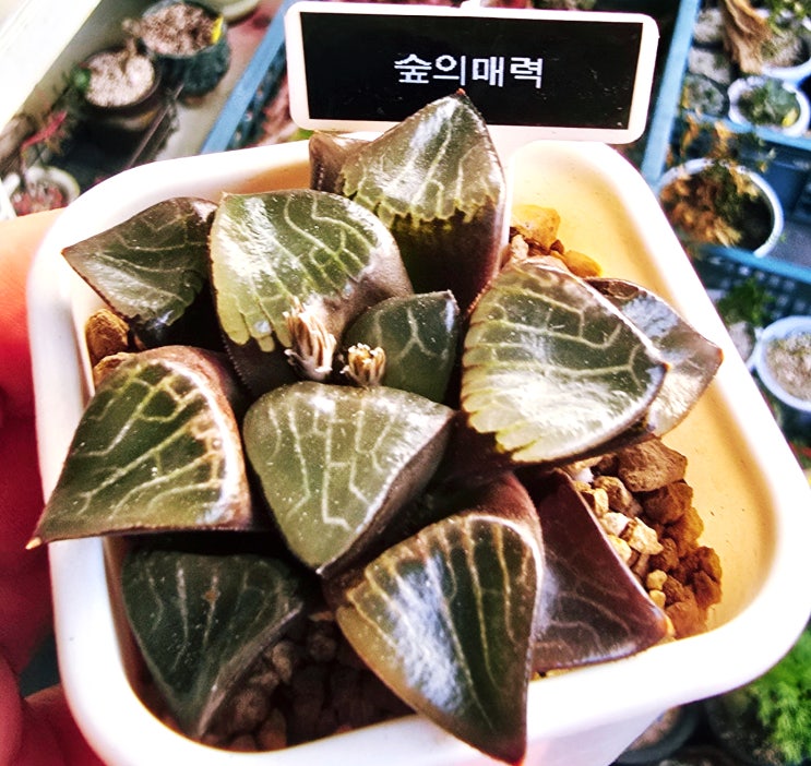  20251114 가야, 숲의매력