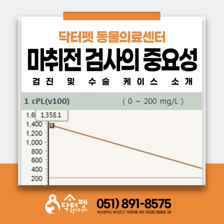  마취전 검사의 중요성 스케일링 혹제거 전 부산 사상 주례 강아지 동물병원