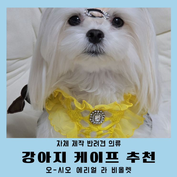  강아지옷 브랜드 추천 오시오 ohchiot 강아지케이프