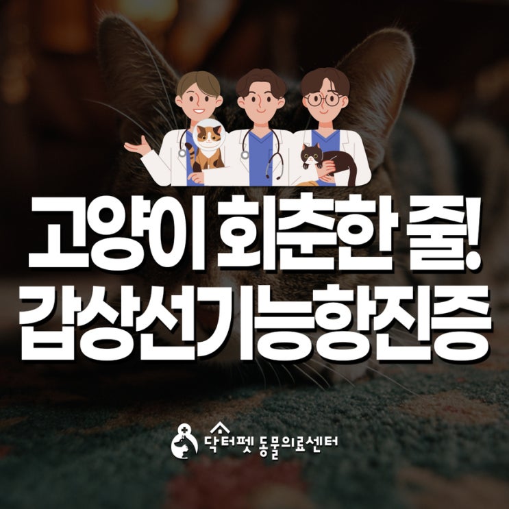  회춘한 줄 알았는데 병이었다고요?고양이 갑상선기능항진증 부산진구 동의대 동물병원