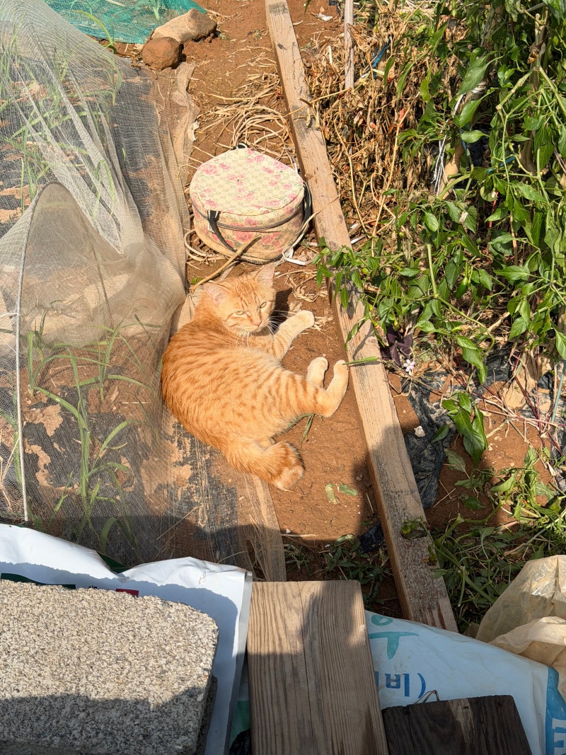 Steam 커뮤니티 :: 토치라이트:인피니트, image size:800x1067