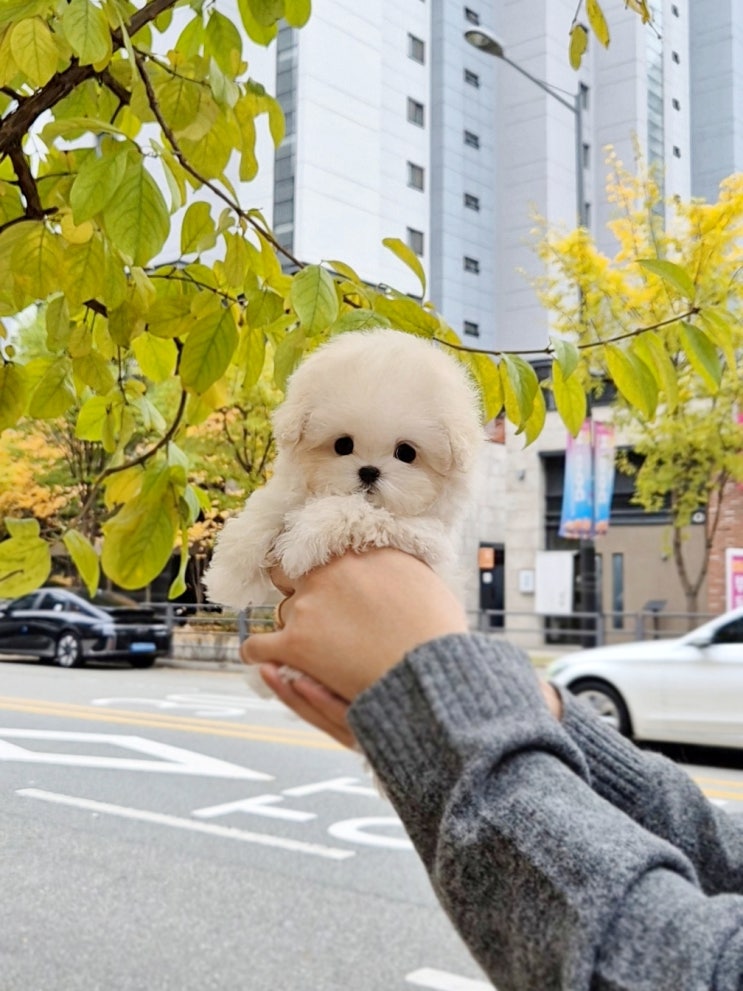  아산애견분양, 건강·관리·상담까지 완벽했던 강아지분양후기