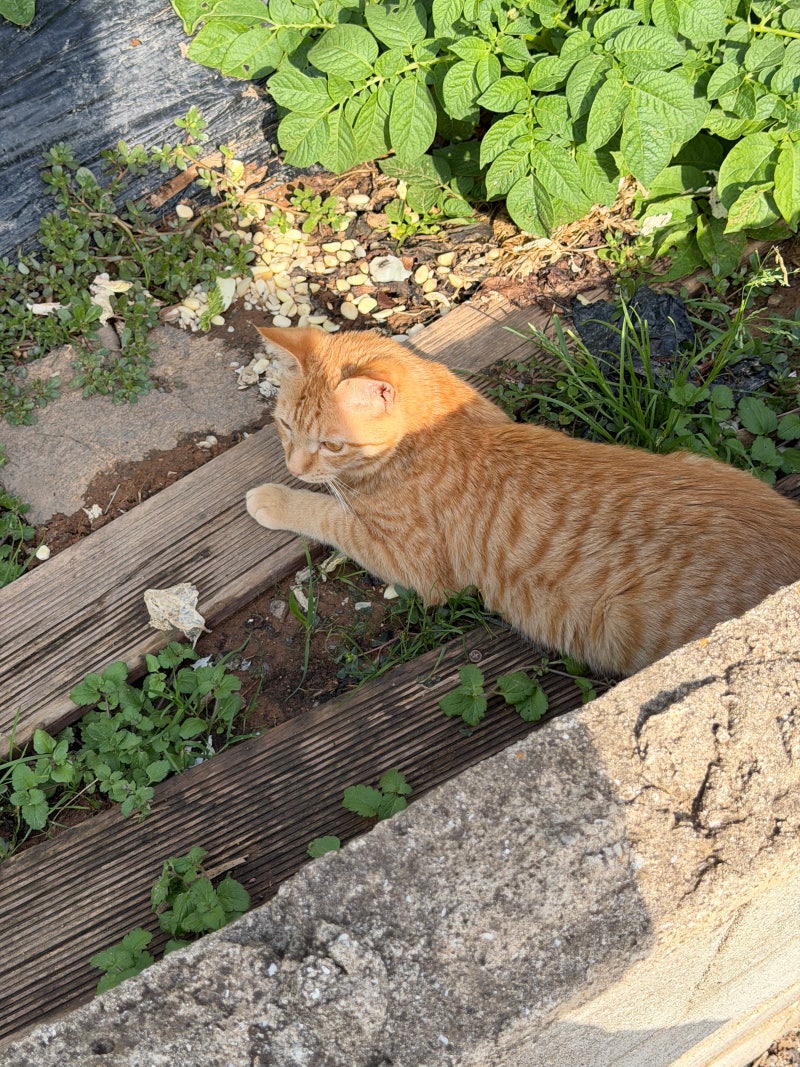 지피터스 - AI 이미지-영상 만들기, image size:800x1067