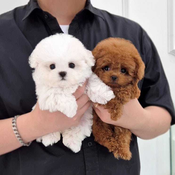  천안강아지분양 고민하는 분들께, 진짜 비교해 본 솔직 분양 후기