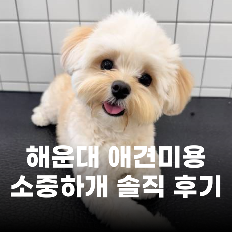 소중하개 — 해운대구