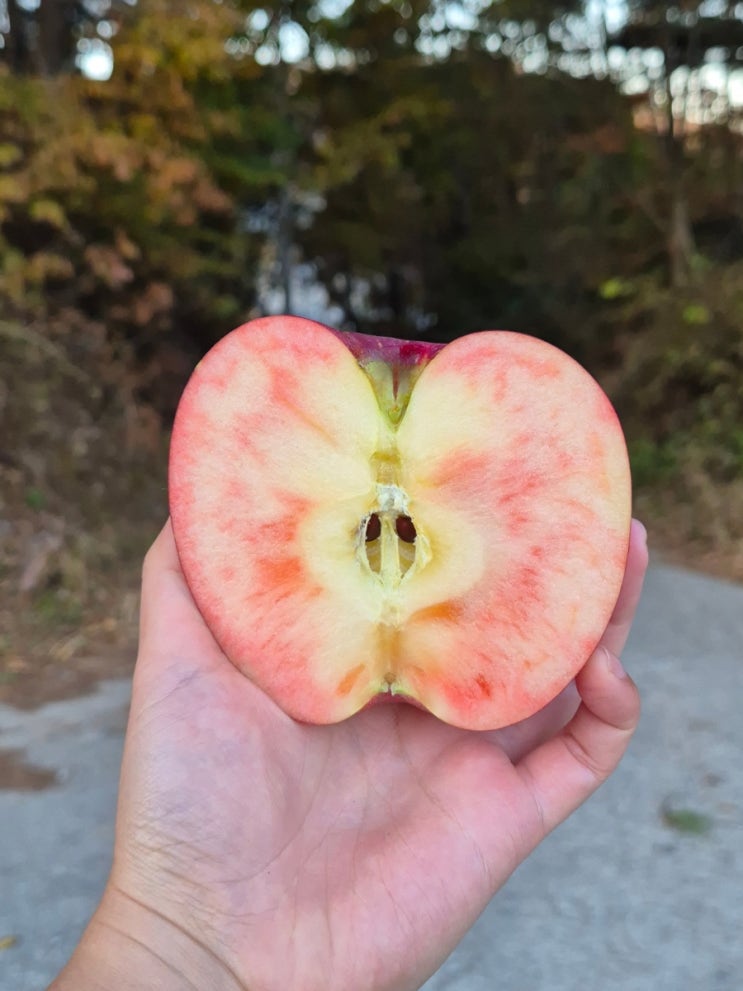   엔부사과, 갈변이 잘 안 된다?! 직접 실험해봤습니다!