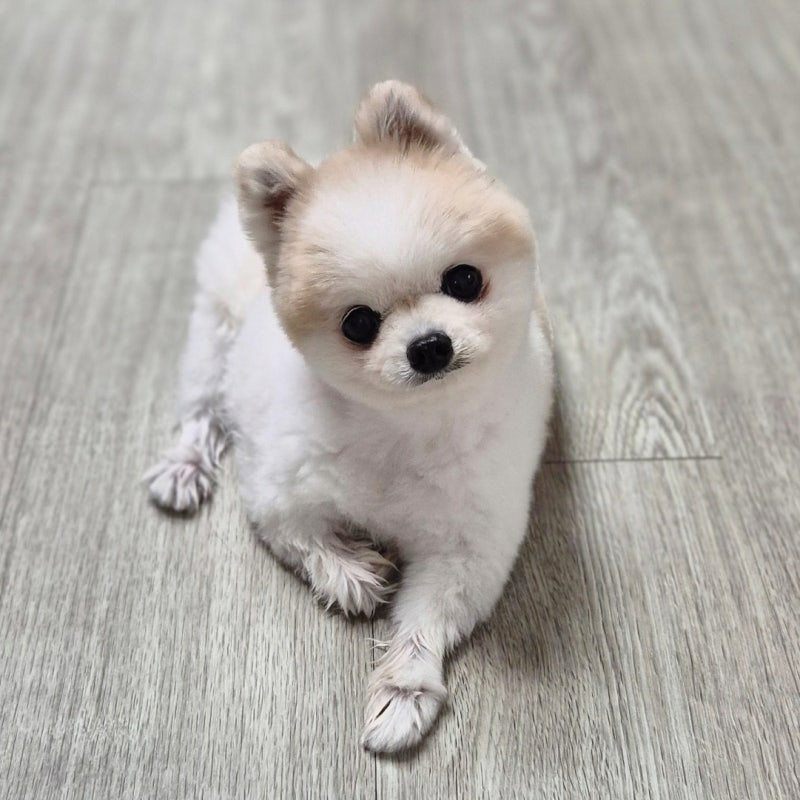 강아지 귀 염증 연고 귓병 치료 약은?
