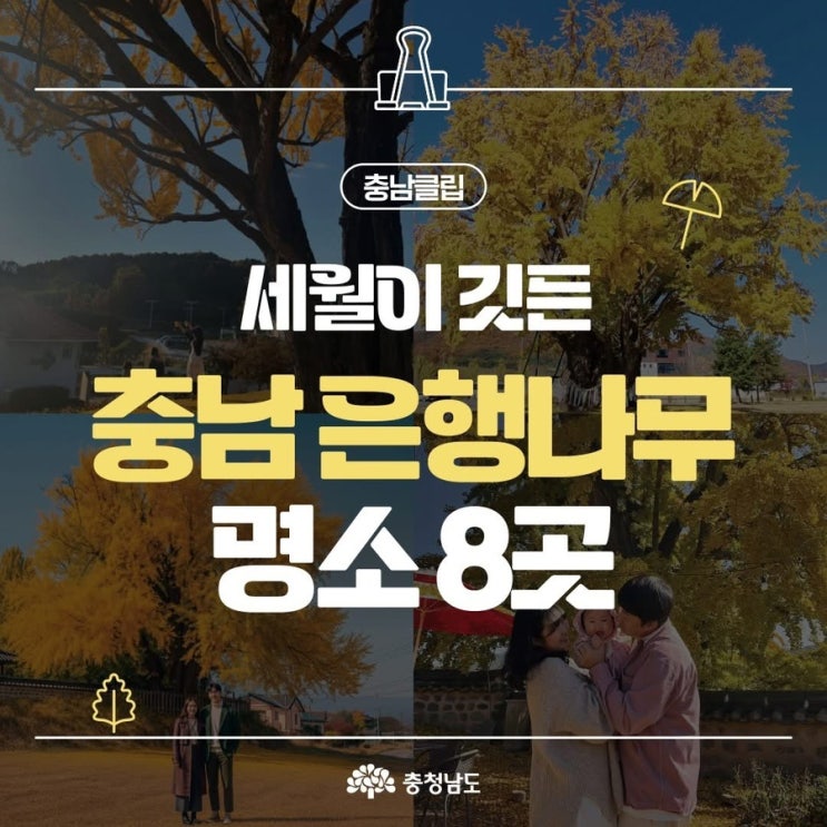 충남 가볼만한곳 세월이 깃든 충남은행나무 명소 8곳 | 충남도청페이스북