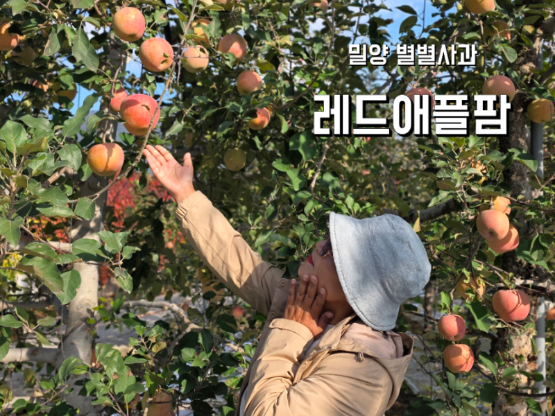 11월 밀양여행지 추천 레드애플팜 별별얼음골사과 따기 체험 & 밀양 얼음골 케이블카
