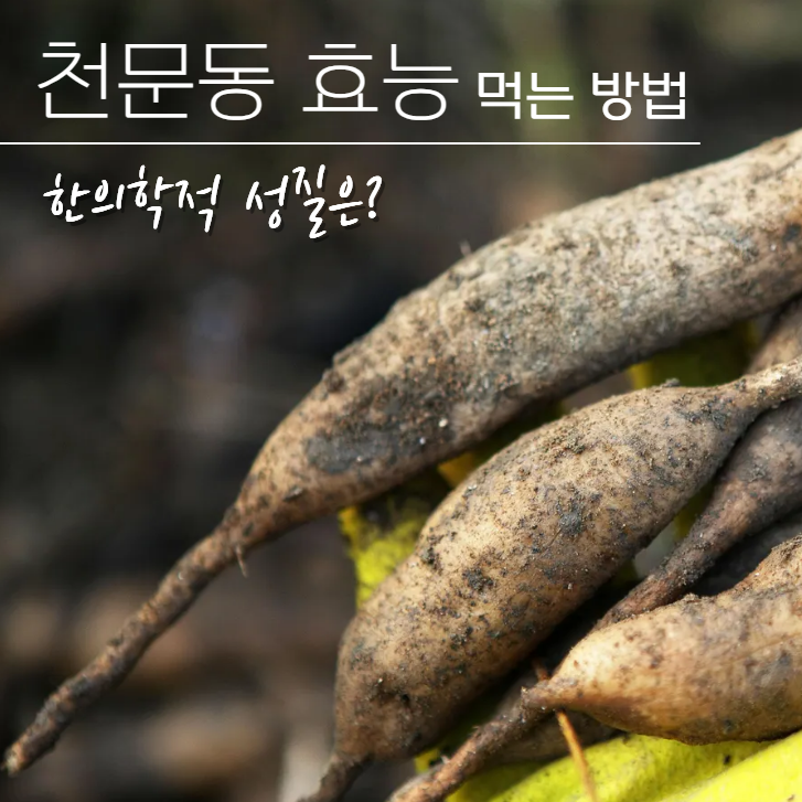  천문동효능 부작용 성질 먹는방법