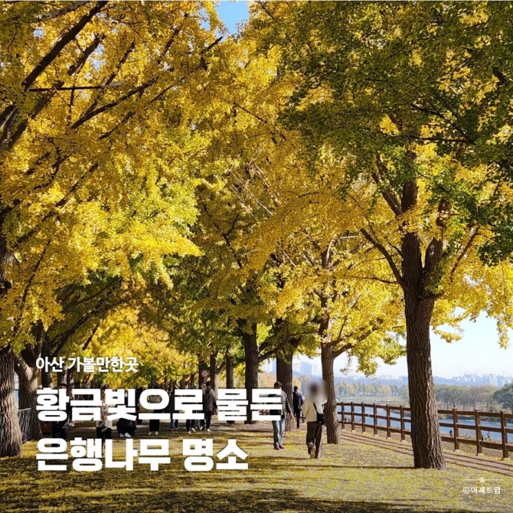  황금빛으로 물든 충남 아산 곡교천 은행나무길 단풍 실시간